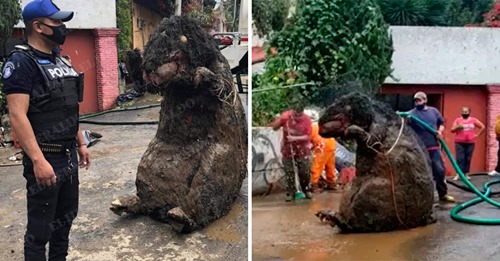 Trabalhadores encontraram uma ratazana gigante enquanto limpavam